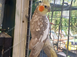 Cockatail speckled