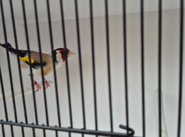 Siberian goldfinch