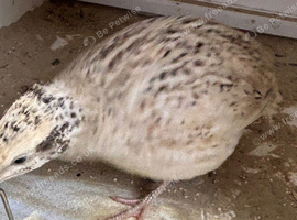 Quails female