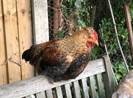Cockerel
