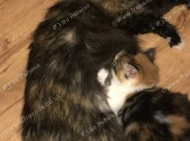 Stunning Kittens ready to find new home