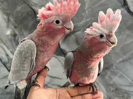 Friendly Baby Handreared Super Tame Cuddly Galah Cockatoo Parrot,12