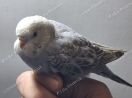Baby budgies