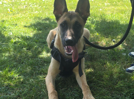 Belgium malinois