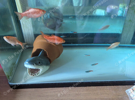 Tank with Rosy barbs, neon tetras, rainbow albino shark