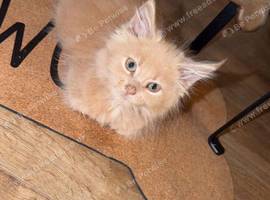 Girl 12 weeks ready now full Maine coon