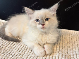 LAST Extremely loving playful gorgeous ragdoll