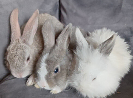 8wk old lop x lionhead bucks