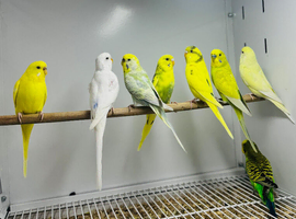 Budgies