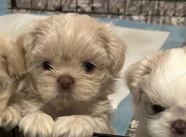 Five Beautiful White & Lavender Imperial / Tea- Cup Shih Tzu&rsquo;s