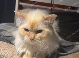 MALE flame point