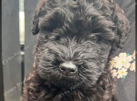 Full pedigree kerryblue terrier pups ikc reg