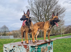 Belgian malinois x german shepherd