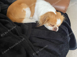 Japanese Chin Cross with a Shituz Male 13 Months Old