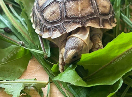 Strong healthy Sulcata hatchlings