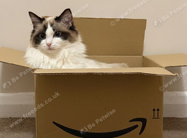 Lovely Female Cat Looking for a Loving New Home
