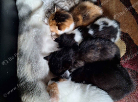 3 Girl & 3 Boy Kittens (6 total)
