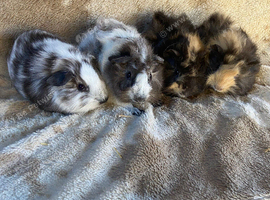 Two Pairs of Baby Male Guinea Pigs