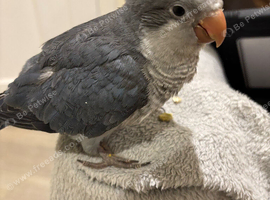 Hand reared Quaker baby