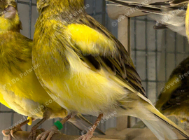 2 Male Fife Canary's