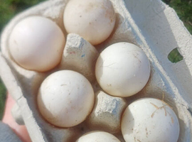 Polish hatching eggs