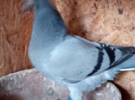 Racing pigeons