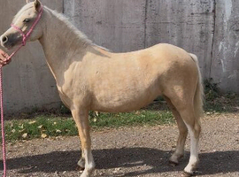 Welsh sec a 2 year old filly