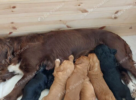 Cocker spaniel puppies