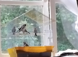3x goldfinch hens