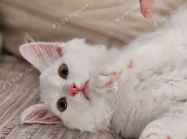 4 month old boy