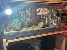 Quails and set up for sale