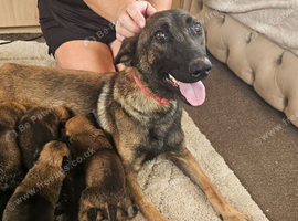 Belgium malinois puppies