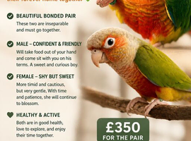 Bonded pair of green cheek conures