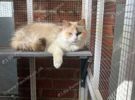 Dilute tortie ragdoll female