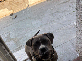 Cane corso female puppy