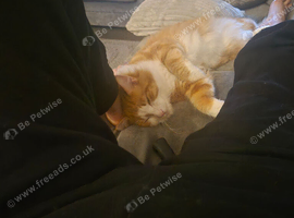 Ginger cat