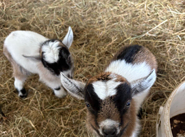 Beautiful Pygmy twins for sale