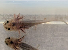Baby Axolotls