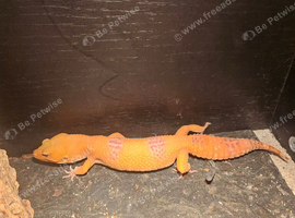 2 Female Leopard Geckos for Sale