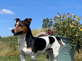 Jack Russell stud dog