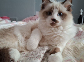 Ragdoll cross Persian