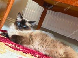 Ragdoll Cat , Looking for a Loving Home
