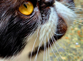 MISSING CAT!
