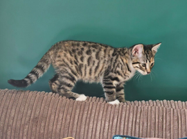 Bengal cross kitten READY NOW
