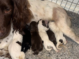 Sprocker puppies for sale