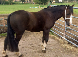!12hh absolute show quality!