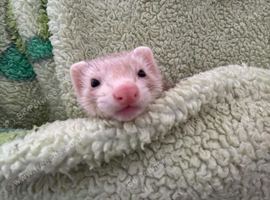 Beautiful 12 week old female ferret