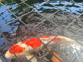 Koi fish