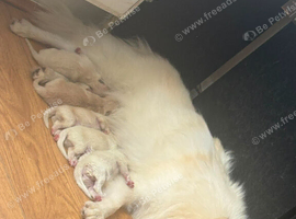 6 besutifull pomerainian puppys for sale