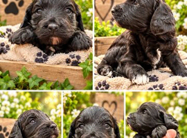 miniature cockerpoos